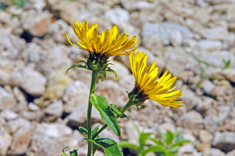 Pentanema salicinum (=Inula salicina) / Enula aspra